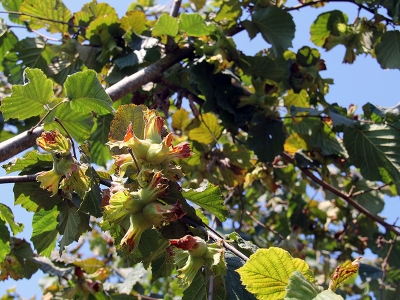 Fındık alımları 22 Ağustos'ta başlayacak