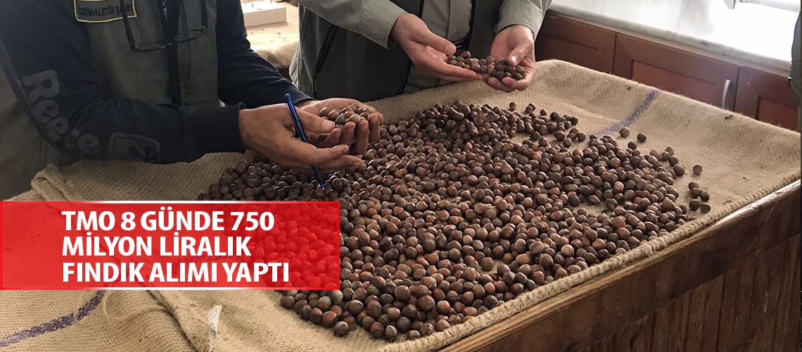 TMO 8 günde 750 milyon liralık fındık alımı yaptı