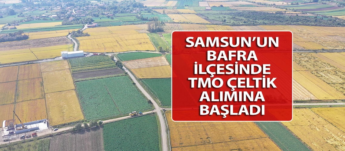 Samsun’un Bafra ilçesinde TMO çeltik alımına başladı