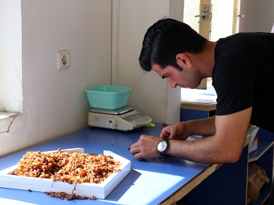 TMO üzümde de üreticinin güvencesi