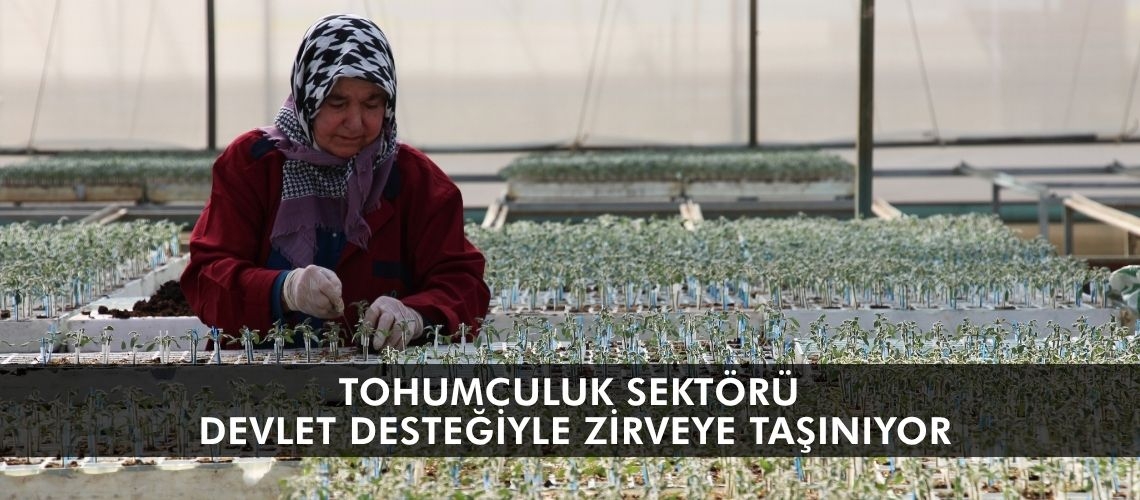 Tohumculuk sektörü devlet desteğiyle zirveye taşınıyor