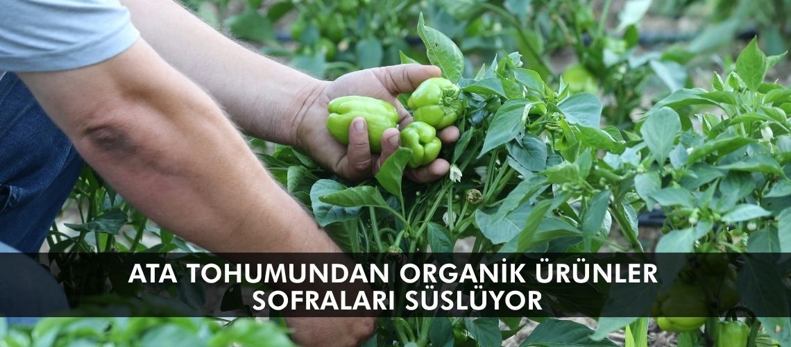 Ata tohumundan organik ürünler sofraları süslüyor
