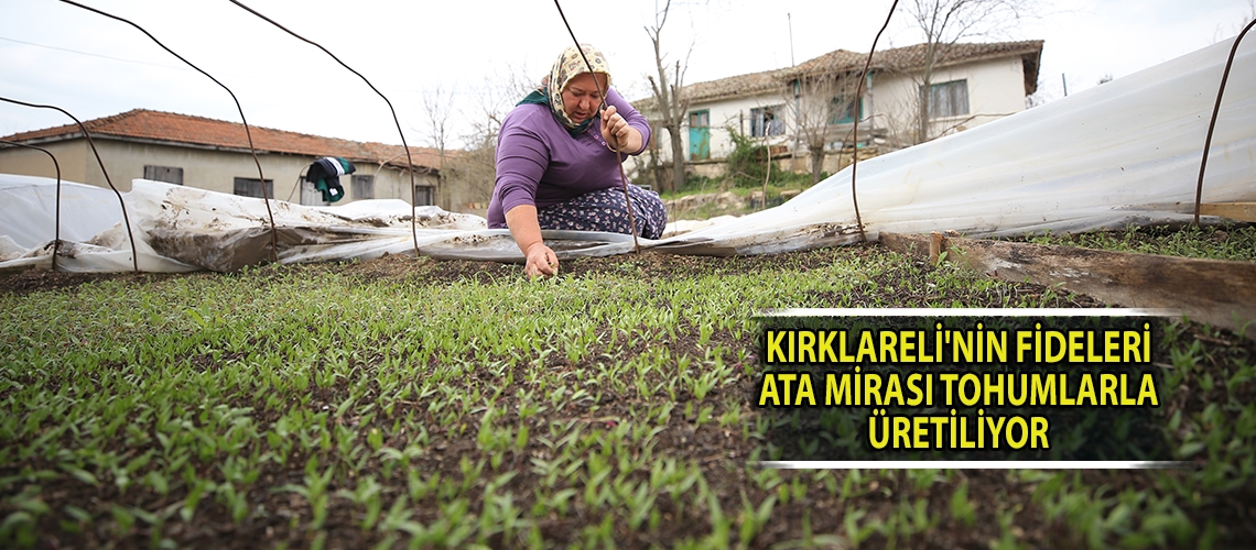 Kırklareli'nin fideleri ata mirası tohumlarla üretiliyor