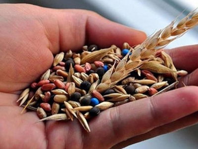 Türkiye'den 85 ülkeye tohum ihracatı