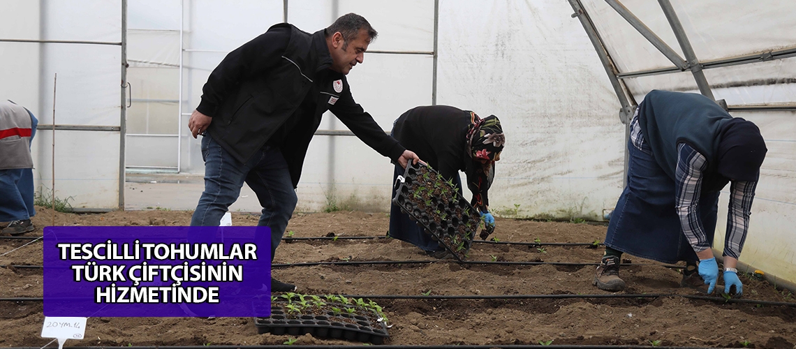 Tescilli tohumlar Türk çiftçisinin hizmetinde