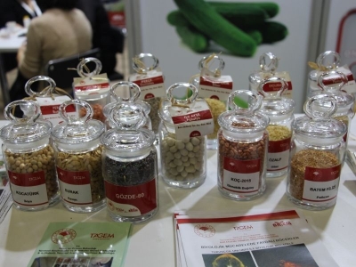 Türkiye tohum ihracatı ile öne çıkıyor