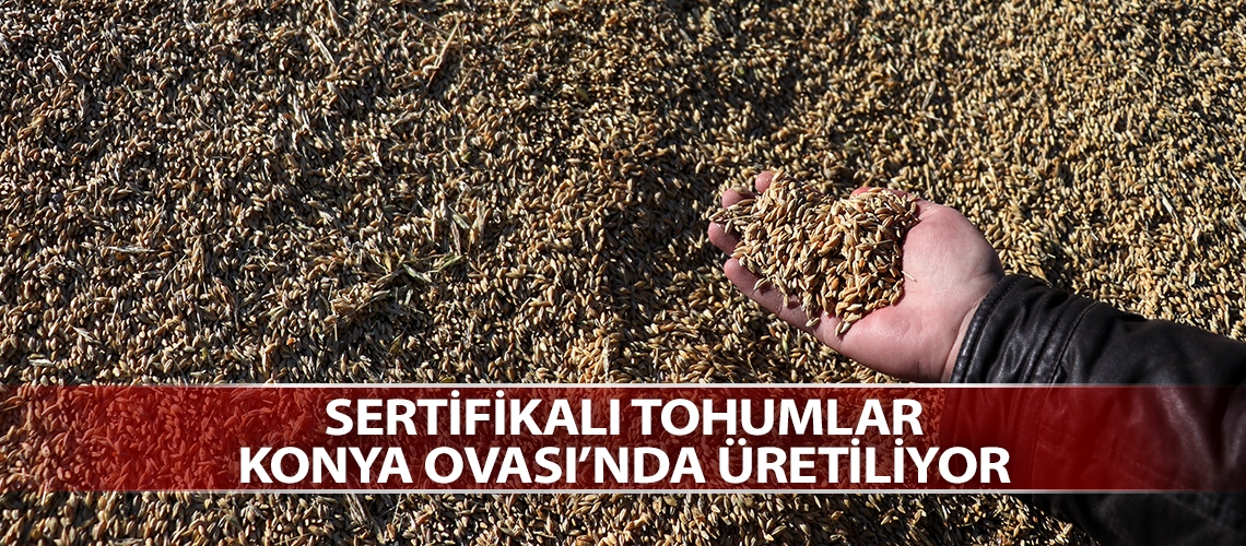Sertifikalı tohumlar Konya Ovası’nda üretiliyor