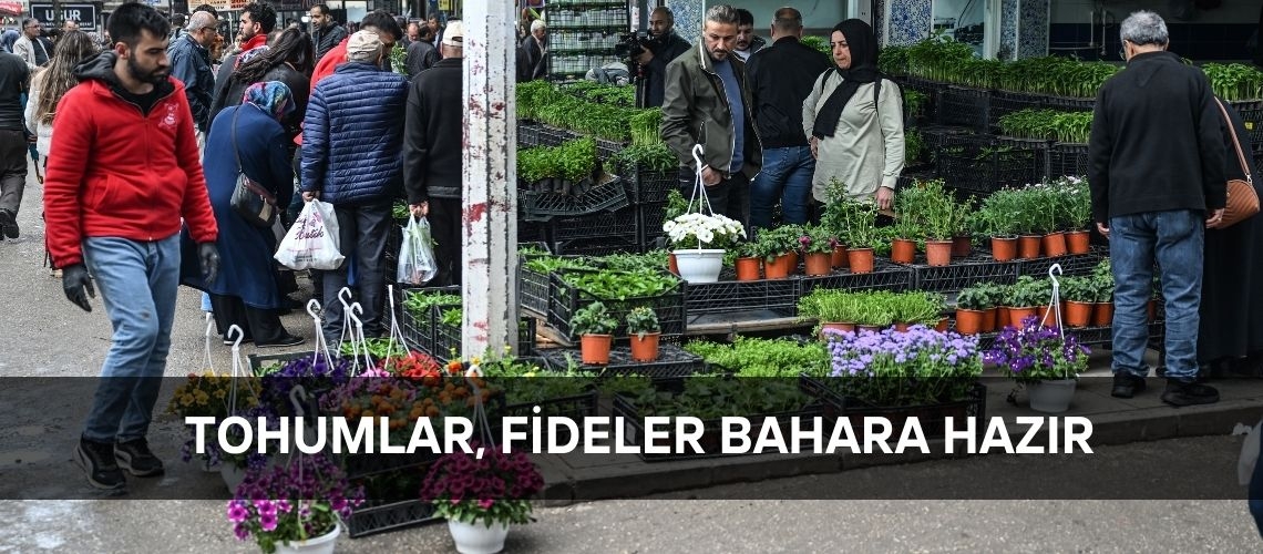 Tohumlar, fideler bahara hazır