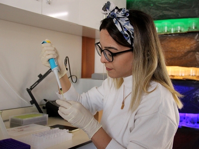 Şeker pancarı için yerli tohum atağı