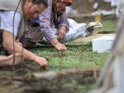 Kırklareli'nin fideleri ata mirası tohumlarla üretiliyor