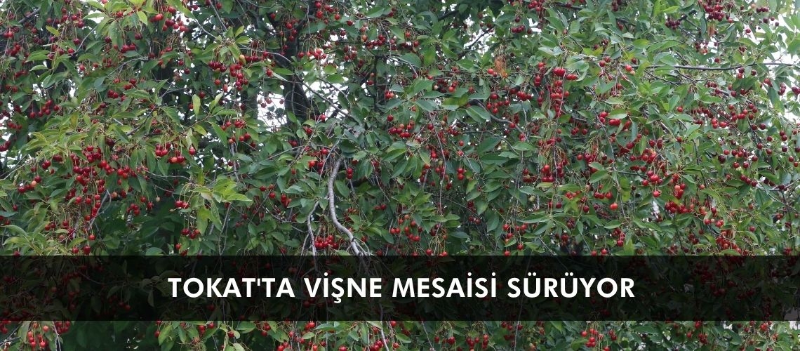 Tokat'ta vişne mesaisi sürüyor