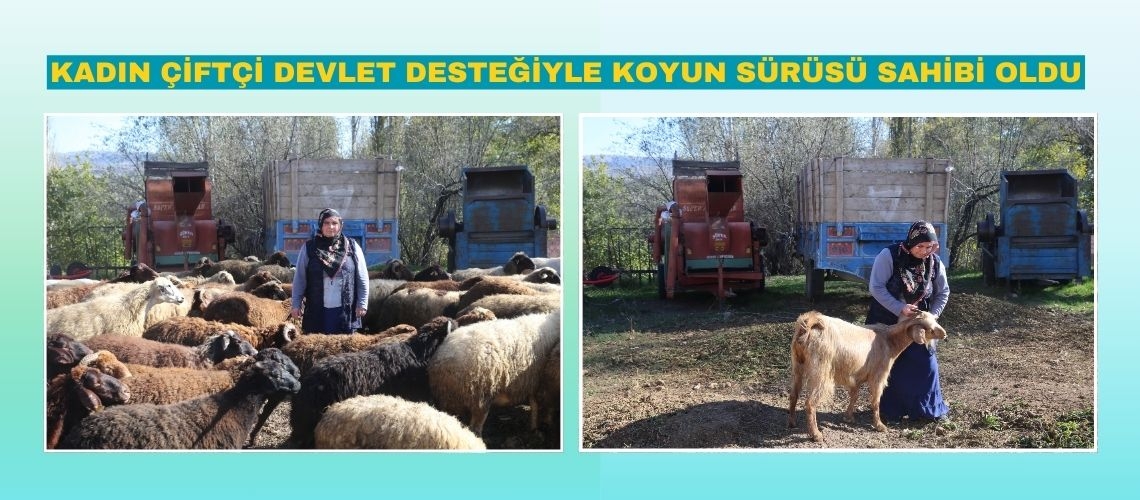 Kadın çiftçi devlet desteğiyle koyun sürüsü sahibi oldu