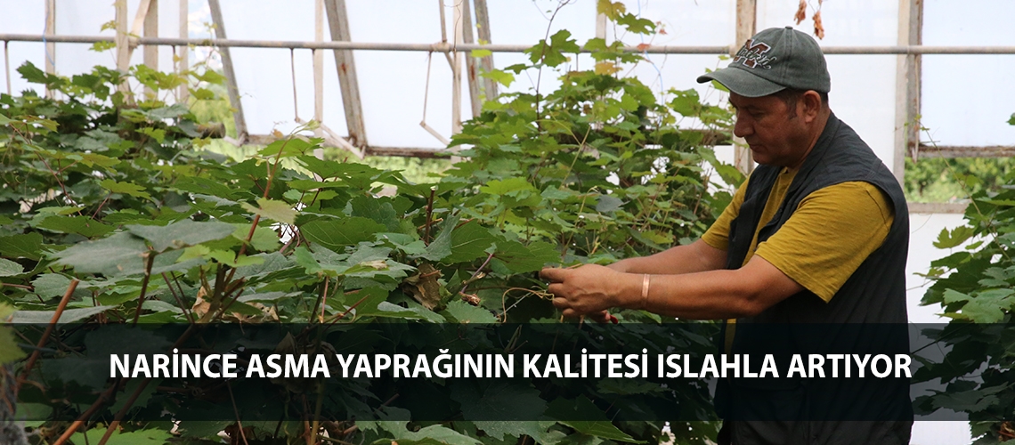 Narince asma yaprağının kalitesi ıslahla artıyor