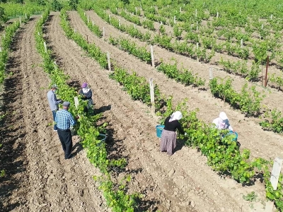 Tokat yaprağından ekonomiye 200 milyon lira