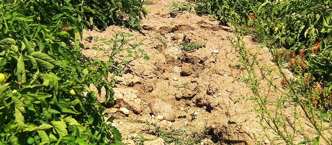 Toprak Sıkışması ve Çözüm Yolları