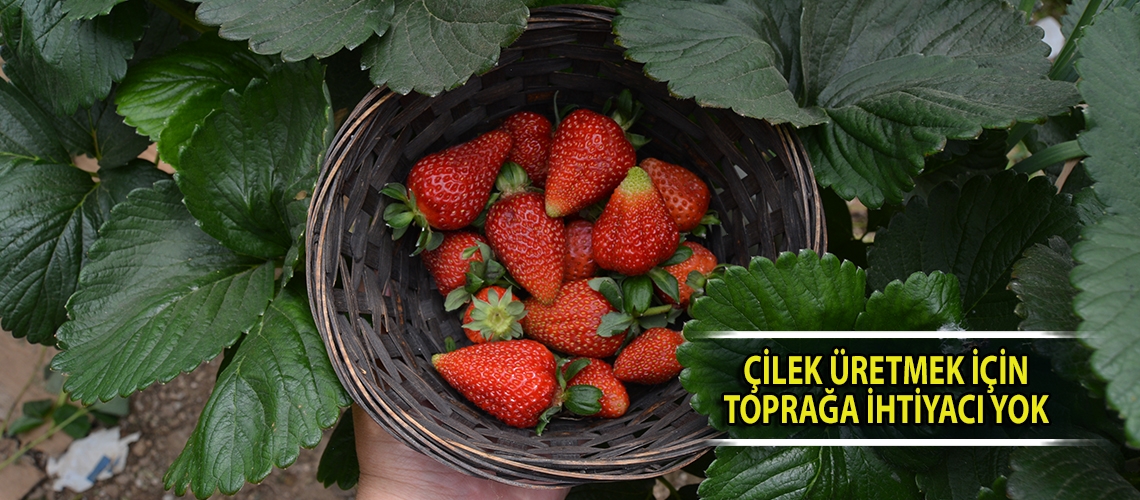Çilek üretmek için toprağa ihtiyacı yok