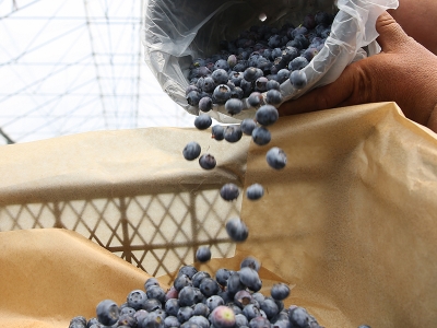 Modern teknikler yaban mersininde verimi katladı