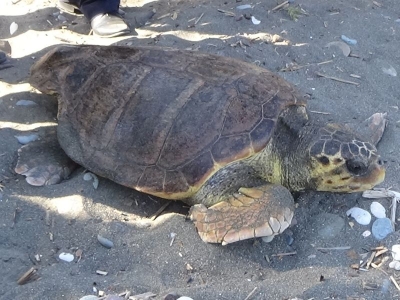 Tedavi edilen kaplumbağalar denizle buluştu
