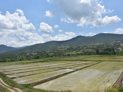 Tosya pirincinde damla sulama dönemi