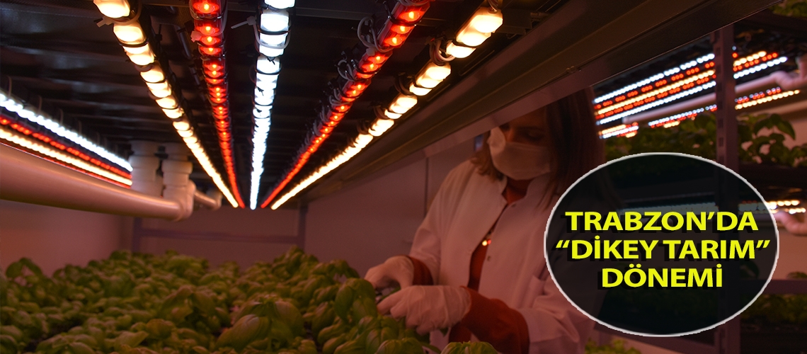 Trabzon’da “dikey tarım” dönemi