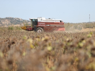 Ayçiçeği aşırı sıcak nedeniyle erken hasat ediliyor