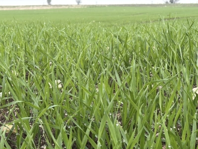 Trakyalı çiftçiler buğday ekim mesaisinde