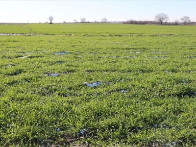 Kar yağışı tarım arazilerine can suyu oldu