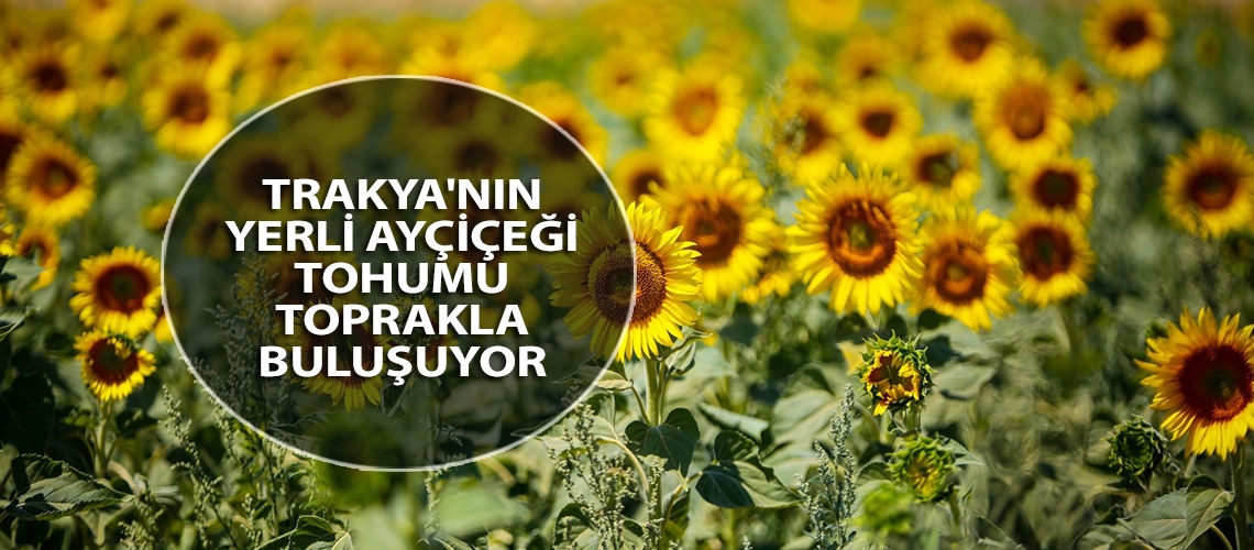 Trakya'nın yerli ayçiçeği tohumu toprakla buluşuyor