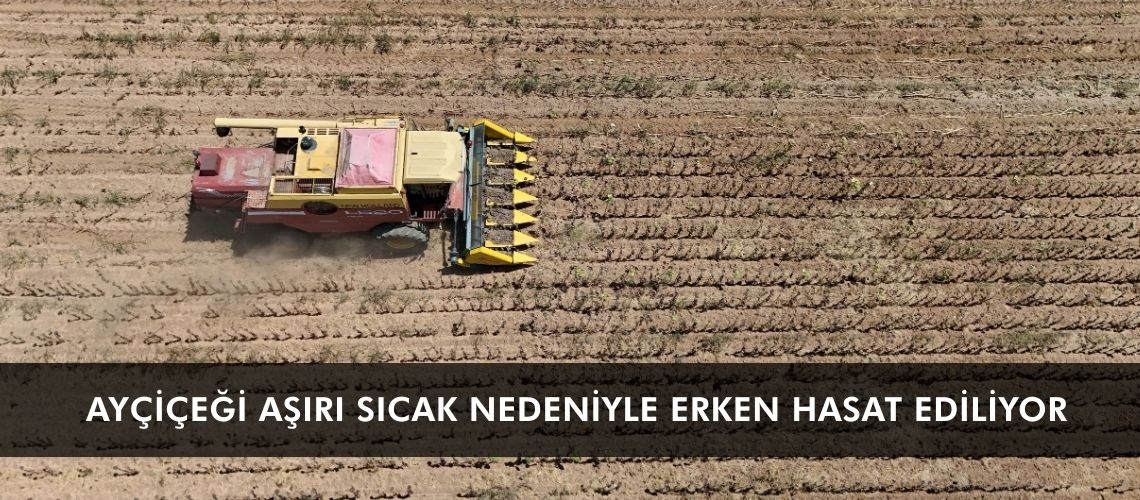 Ayçiçeği aşırı sıcak nedeniyle erken hasat ediliyor