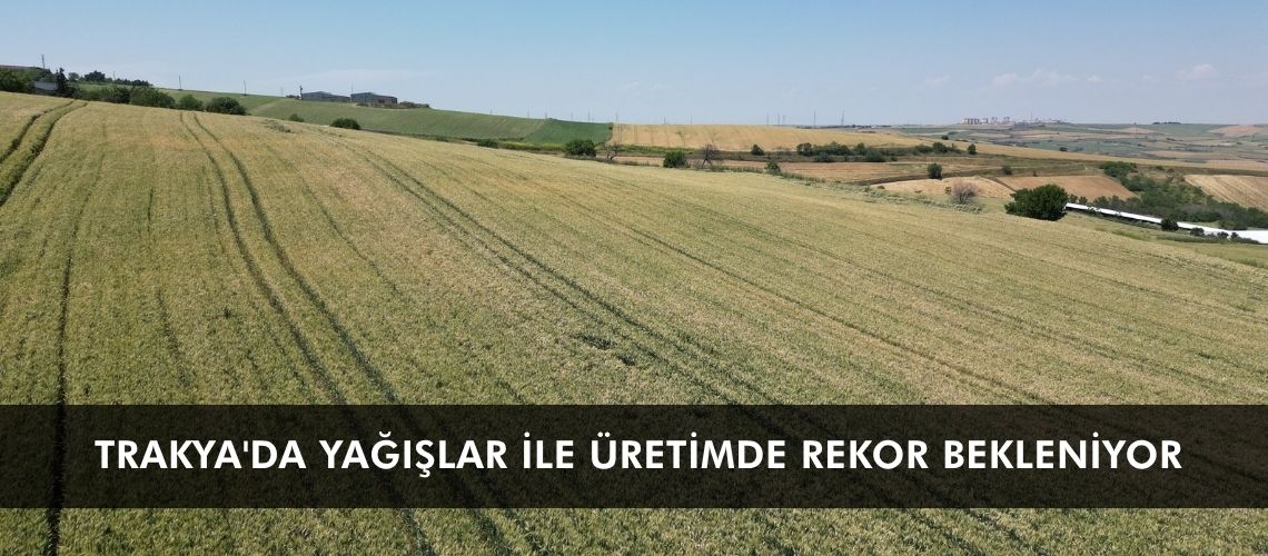 Trakya'da yağışlar ile üretimde rekor bekleniyor
