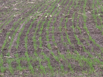 Trakya'daki yağışlar buğday tohumlarının filizlenmesine yetti