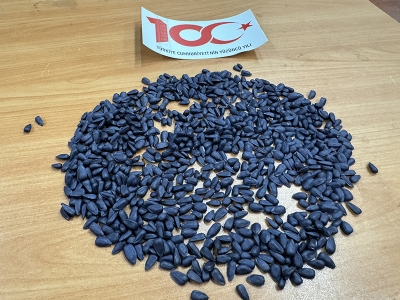 Trakya'nın yerli ayçiçeği tohumu toprakla buluşuyor