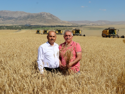 Sivas’ta tritikale zamanı