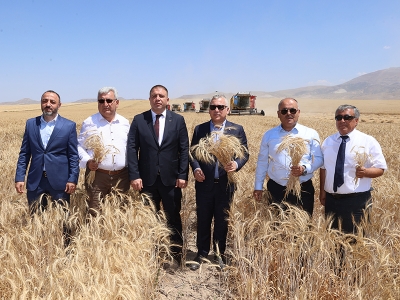 Sivas'ta tritikalenin hasadına başlandı