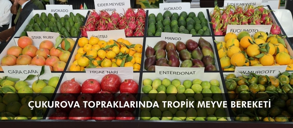 Çukurova topraklarında tropik meyve bereketi