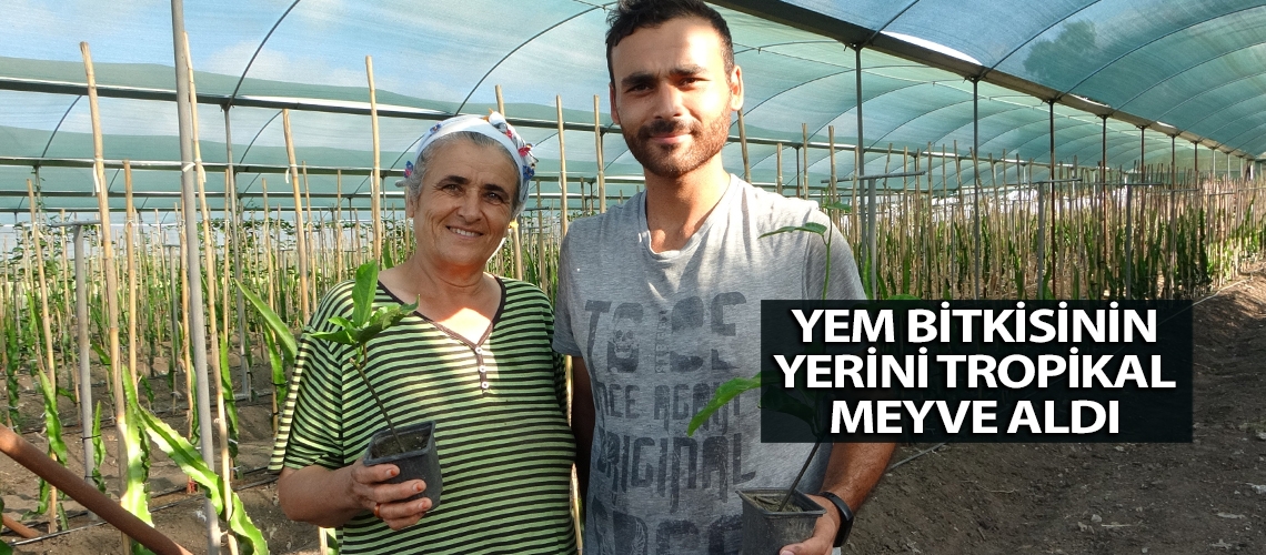 Yem bitkisinin yerini tropikal meyve aldı