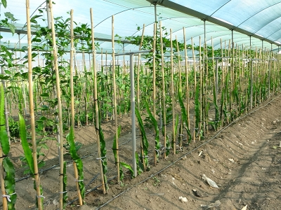 Yem bitkisinin yerini tropikal meyve aldı