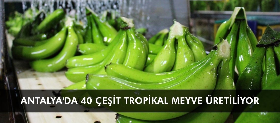 Antalya'da 40 çeşit tropikal meyve üretiliyor