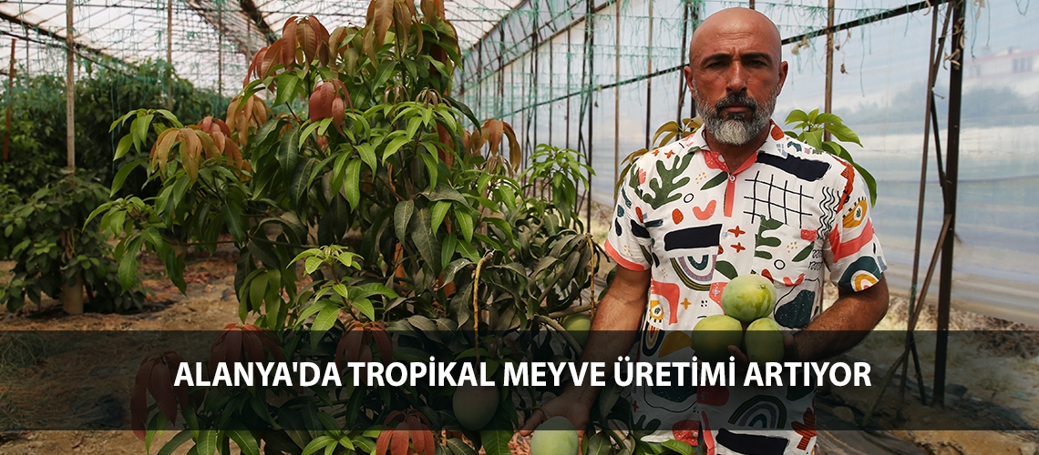 Alanya'da tropikal meyve üretimi artıyor