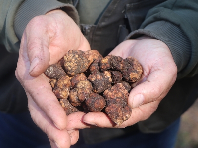 Radar köpekler trüf avında