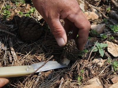 Orman köylüleri altın değerindeki mantarın peşinde
