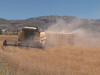 Ayyıldızlı hasat gerçekleşti