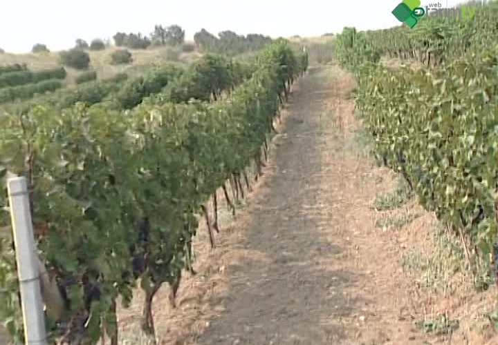 Türkiye Bağcılığı ve Önemli Üzüm Çeşitleri