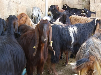 Türkiye’de Keçi Varlığı