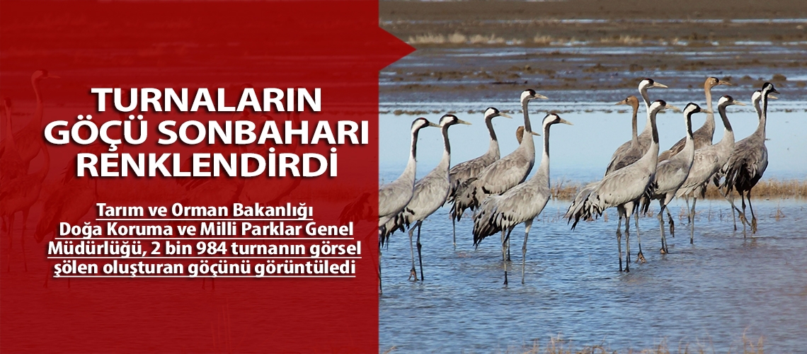 Turnaların göçü sonbaharı renklendirdi