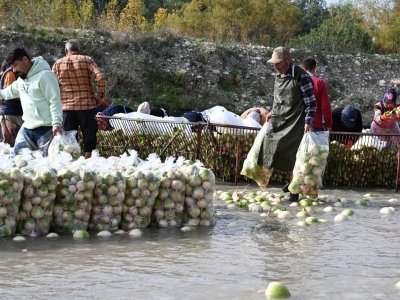 Savrun Çayı'nda turp mesaisi