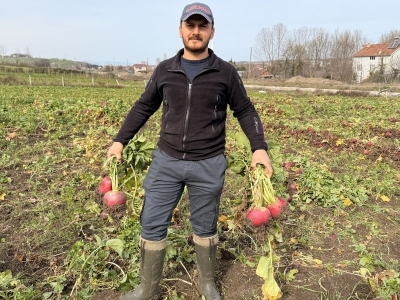 ‘Bedeş turpu’ için hasat zamanı
