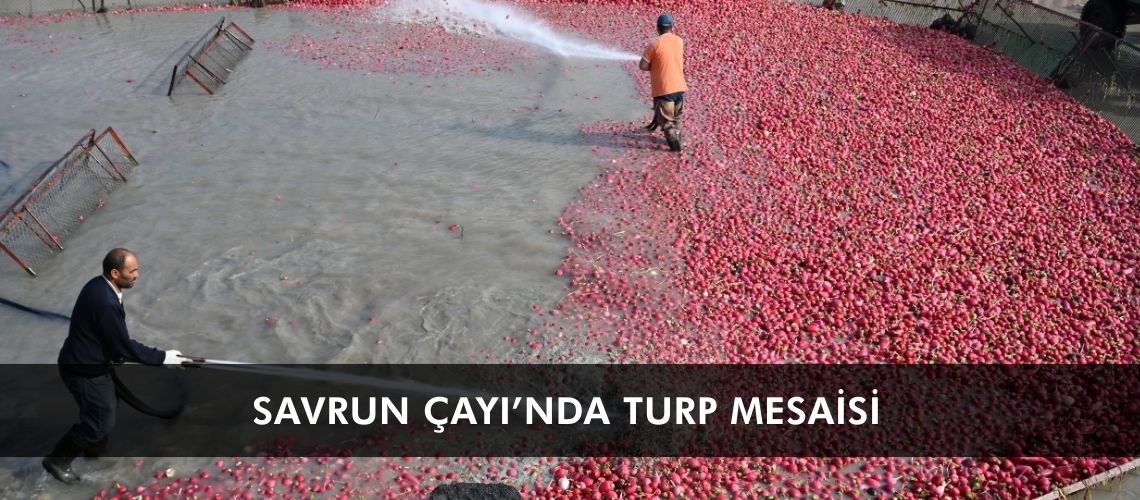 Savrun Çayı'nda turp mesaisi