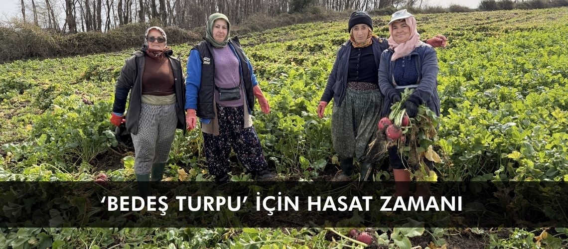 ‘Bedeş turpu’ için hasat zamanı