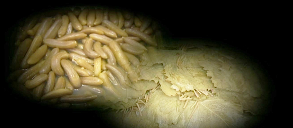 Turşu ve Salamura Yapımı